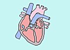 Identify the components of the human heart
